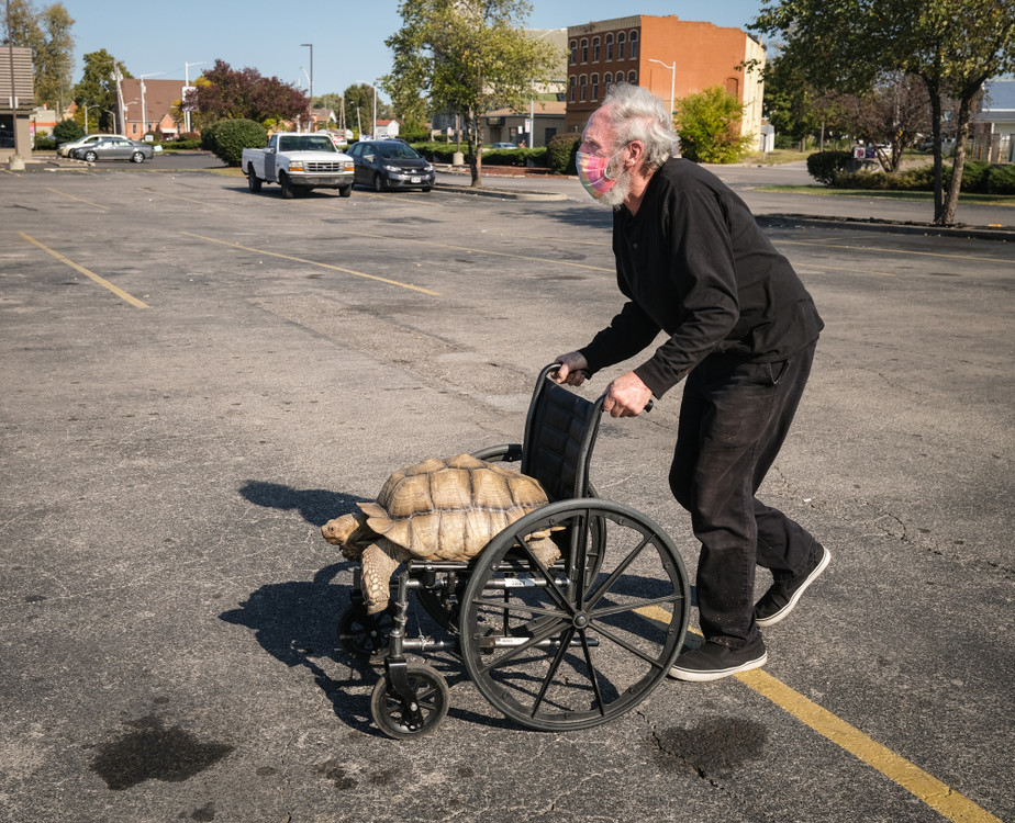 Award of Excellence, Feature - Jeremy Wadsworth / The Blade, “Quinterpino ”iMalcolm Mann pushes his 29-year-old African Giant Sulcata Tortoise named Quinterpino in a wheelchair October 9, 2020, in the O’Reilly Auto Parts parking lot on Broadway Street in Toledo. Mr. Mann uses the wheelchair to take the tortoise back to his car after letting her walk around for awhile.